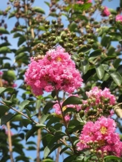 Roze Lagerstroemia Als Boom (Lagerstroemia Indica) 31 Roze Lagerstroemia Als Boom (Lagerstroemia Indica) -Tuinplantenwinkel lagerstroemia indica roze 8 1