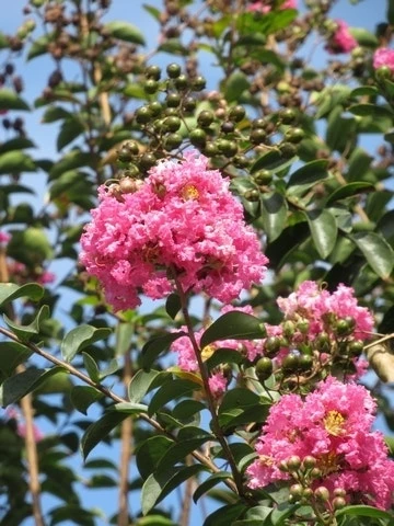 Roze Lagerstroemia Als Boom (Lagerstroemia Indica) 14 Roze Lagerstroemia Als Boom (Lagerstroemia Indica) - Afbeelding 14