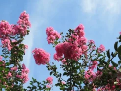 Roze Lagerstroemia Als Boom (Lagerstroemia Indica) 32 Roze Lagerstroemia Als Boom (Lagerstroemia Indica) -Tuinplantenwinkel lagerstroemia indica roze 9 1