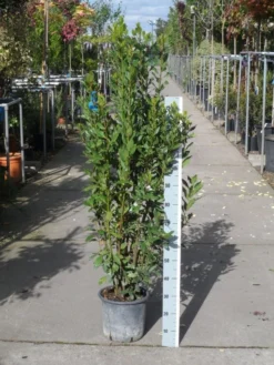 Echte Laurier (Laurus Nobilis) -Tuinplantenwinkel laurus nobilis 100 125 c10