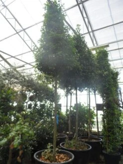 Echte Laurier Als Piramide (Laurus Nobilis) -Tuinplantenwinkel laurus nobilis 16 18 20ho c350 pyramide 1