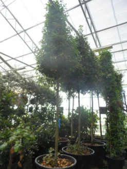 Echte Laurier Als Piramide (Laurus Nobilis) -Tuinplantenwinkel laurus nobilis 16 18 20ho c350 pyramide