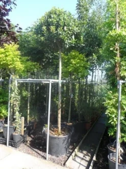 Echte Laurier Als Boom (Laurus Nobilis) 10 Echte Laurier Als Boom (Laurus Nobilis) -Tuinplantenwinkel laurus nobilis 16 18ho cont. bol 1