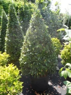 Echte Laurier Als Piramide (Laurus Nobilis) -Tuinplantenwinkel laurus nobilis kegel 150 175