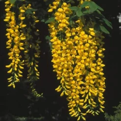 Gouden Regen, Struik (Laburnum Watereri 'Vossii') 12 Gouden Regen, Struik (Laburnum Watereri 'Vossii') -Tuinplantenwinkel lawvossi 4