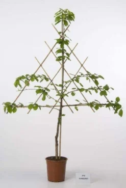 Lei-Kers (Prunus Cerasus 'Morel')