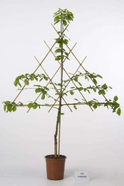 Lei-Kers (Prunus Avium 'Varikse Zwarte') 2 Lei-Kers (Prunus Avium 'Varikse Zwarte') - Afbeelding 2