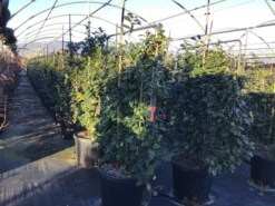 Camelia Als Leivorm (Camellia Japonica 'Black Lace') -Tuinplantenwinkel lei2