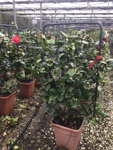 Camelia Als Leivorm (Camellia Japonica 'Doctor Burnside') 2 Camelia Als Leivorm (Camellia Japonica 'Doctor Burnside') - Afbeelding 2