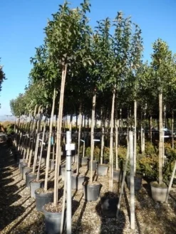 Liguster Als Boom (Ligustrum Japonicum) 10 Liguster Als Boom (Ligustrum Japonicum) -Tuinplantenwinkel ligustrum japonicum 10 12 2