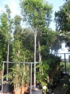 Liguster Als Leiboom (Ligustrum Japonicum) -Tuinplantenwinkel ligustrum japonicum 16 18 20ho cont. leivorm