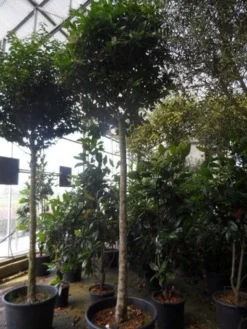 Liguster Op Stam (Ligustrum Japonicum 'Texanum') -Tuinplantenwinkel ligustrum japonicum texanum 20 25ho c130 1