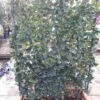 Liguster Als Leivorm (Ligustrum Japonicum 'Texanum')