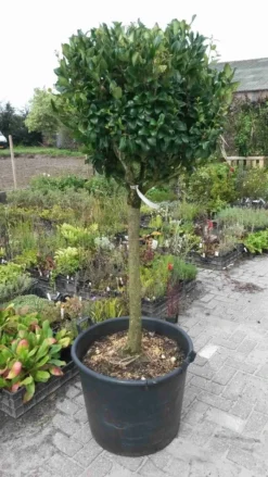 Liguster Op Stam (Ligustrum Japonicum 'Texanum') 10 Liguster Op Stam (Ligustrum Japonicum 'Texanum') -Tuinplantenwinkel ligustrum texanum extra groot