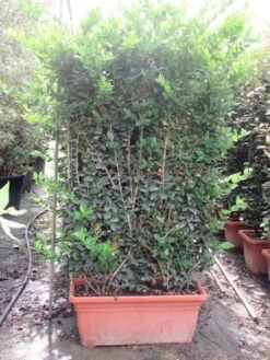 Liguster Als Leivorm (Ligustrum Japonicum 'Texanum') -Tuinplantenwinkel ligustrum texanum leivorm 80x120