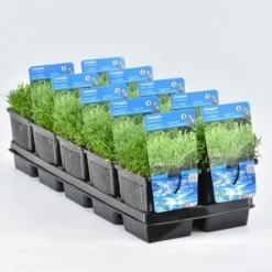 Grasplant (Lilaeopsis Brasiliensis) -Tuinplantenwinkel lilaeopsis brasiliensis 11x11 20180404095042