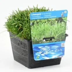 Grasplant (Lilaeopsis Brasiliensis)