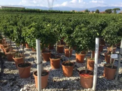 Amberboom Op Stam (Liquidambar 'Gum Ball') -Tuinplantenwinkel liquidambar gum ball 50cm stam