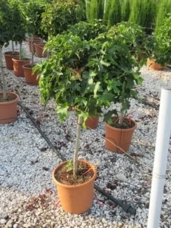 Amberboom Op Stam (Liquidambar 'Gum Ball') -Tuinplantenwinkel liquidambar gum ball 80 cm stam 2