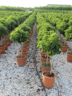 Amberboom Op Stam (Liquidambar 'Gum Ball') -Tuinplantenwinkel liquidambar gum ball 80 cm stam 3