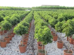 Amberboom Op Stam (Liquidambar 'Gum Ball') -Tuinplantenwinkel liquidambar gum ball 80 cm stam 4