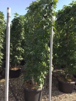Amberboom Als Leivorm (Liquidambar Styraciflua) -Tuinplantenwinkel liquidambar lage leivorm c60 1