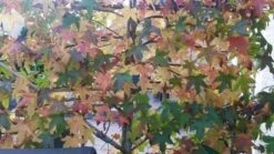 Amberboom Als Leivorm (Liquidambar Styraciflua) -Tuinplantenwinkel liquidambar leiboom 1 1
