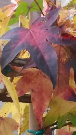 Amberboom Als Leiboom (Liquidambar Styraciflua) 20 Amberboom Als Leiboom (Liquidambar Styraciflua) -Tuinplantenwinkel liquidambar leiboom 2 1