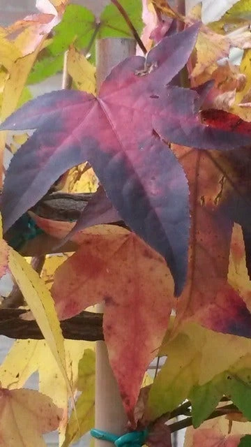 Amberboom Als Leiboom (Liquidambar Styraciflua) 8 Amberboom Als Leiboom (Liquidambar Styraciflua) - Afbeelding 8