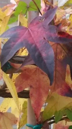 Amberboom Als Leivorm (Liquidambar Styraciflua) -Tuinplantenwinkel liquidambar leiboom 2 2