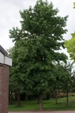 Amberboom (Liquidambar Styraciflua) -Tuinplantenwinkel liquidambar styraciflua