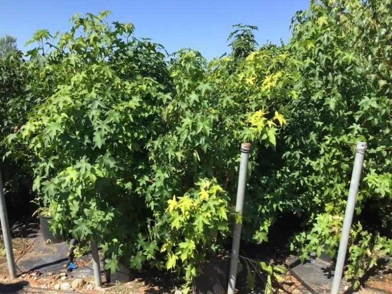 Meerstammige Amberboom (Liquidambar Styraciflua) 15 Meerstammige Amberboom (Liquidambar Styraciflua) - Afbeelding 15