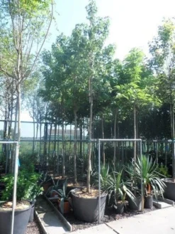 Amberboom (Liquidambar Styraciflua) -Tuinplantenwinkel liquidambar styraciflua 16 18ho cont