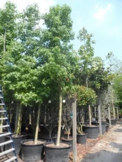 Amberboom (Liquidambar Styraciflua) -Tuinplantenwinkel liquidambar styraciflua 25 30ho cont