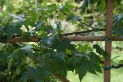 Amberboom Als Leivorm (Liquidambar Styraciflua) -Tuinplantenwinkel liquidambar styraciflua 3 1
