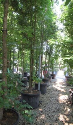 Meerstammige Amberboom (Liquidambar Styraciflua) 18 Meerstammige Amberboom (Liquidambar Styraciflua) -Tuinplantenwinkel liquidambar styraciflua 500 550 meerstammig 6 1