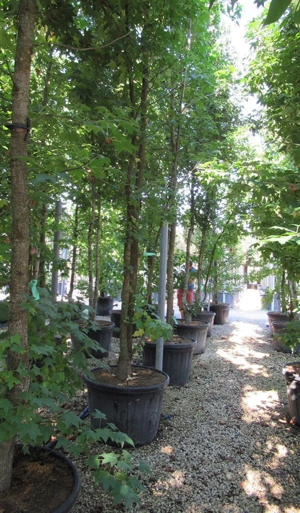 Meerstammige Amberboom (Liquidambar Styraciflua) 4 Meerstammige Amberboom (Liquidambar Styraciflua) - Afbeelding 4