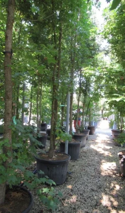 Meerstammige Amberboom (Liquidambar Styraciflua) -Tuinplantenwinkel liquidambar styraciflua 500 550 meerstammig 6