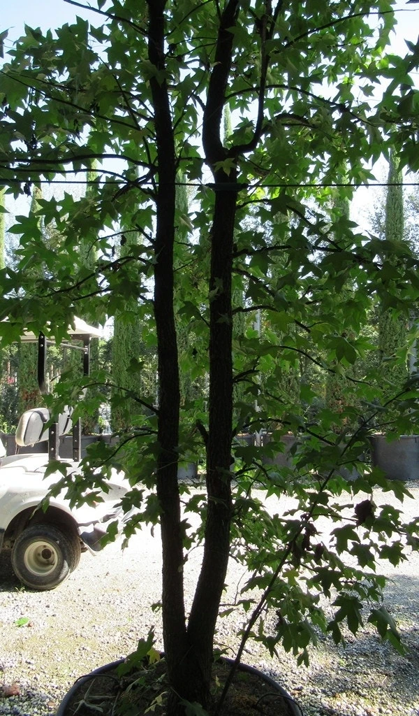 Meerstammige Amberboom (Liquidambar Styraciflua) 1 Meerstammige Amberboom (Liquidambar Styraciflua)