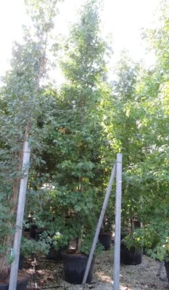 Meerstammige Amberboom (Liquidambar Styraciflua) 17 Meerstammige Amberboom (Liquidambar Styraciflua) -Tuinplantenwinkel liquidambar styraciflua 500 550 meerstammig 9 1