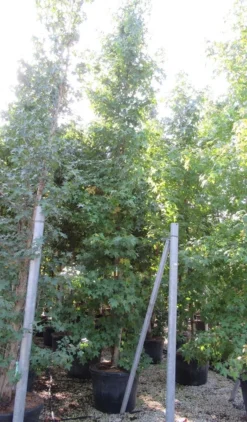 Meerstammige Amberboom (Liquidambar Styraciflua) -Tuinplantenwinkel liquidambar styraciflua 500 550 meerstammig 9