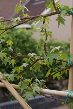 Amberboom Als Leiboom (Liquidambar Styraciflua) 21 Amberboom Als Leiboom (Liquidambar Styraciflua) -Tuinplantenwinkel liquidambar styraciflua 5