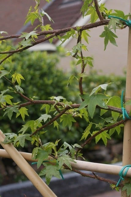 Amberboom Als Leiboom (Liquidambar Styraciflua) 9 Amberboom Als Leiboom (Liquidambar Styraciflua) - Afbeelding 9