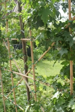 Amberboom Als Leiboom (Liquidambar Styraciflua) 24 Amberboom Als Leiboom (Liquidambar Styraciflua) -Tuinplantenwinkel liquidambar styraciflua 6