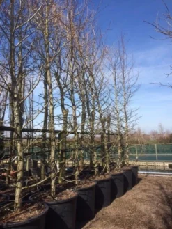 Amberboom (Liquidambar Styraciflua) -Tuinplantenwinkel liquidambar styraciflua geveerd 2025 2