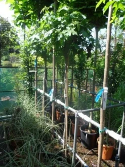 Amberboom Op Stam (Liquidambar 'Gum Ball') -Tuinplantenwinkel liquidambar styraciflua gum ball 150stam c10