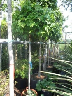 Amberboom Op Stam (Liquidambar 'Gum Ball') -Tuinplantenwinkel liquidambar styraciflua gum ball 150stam c40