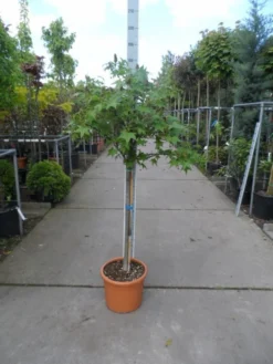 Amberboom Op Stam (Liquidambar 'Gum Ball') -Tuinplantenwinkel liquidambar styraciflua gum ball halfstam c25