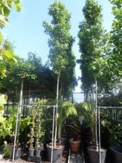 Amberboom (Liquidambar Styraciflua 'Slender Silhouette') 9 Amberboom (Liquidambar Styraciflua 'Slender Silhouette') -Tuinplantenwinkel liquidambar styraciflua slender silhouette 12 14 16ho cont
