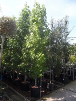 Amberboom (Liquidambar Styraciflua 'Slender Silhouette') 8 Amberboom (Liquidambar Styraciflua 'Slender Silhouette') -Tuinplantenwinkel liquidambar styraciflua slender silhouette 300 350 cont